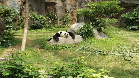 Un panda qui fait la sieste